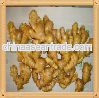 export of agriculture products,new fresh ginger