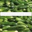 Pickled Cucumber With Best Price