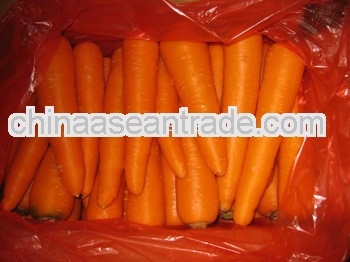 fresh bright red carrot