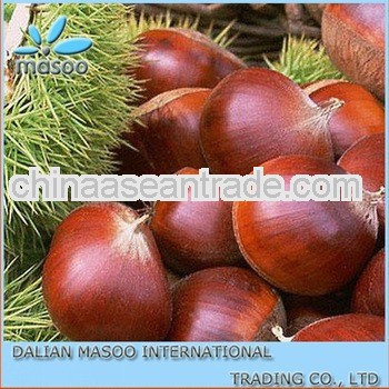 fresh chestnut/Big size packing 10/20kg per gunny bag