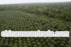 Palm Oil
