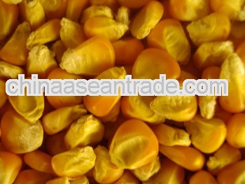 indian maize animal feed