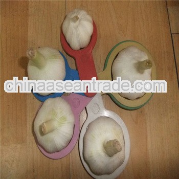 jining wholesale export chinese natural garlic