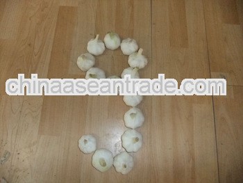 jinxiang high quality fresh normal white garlic