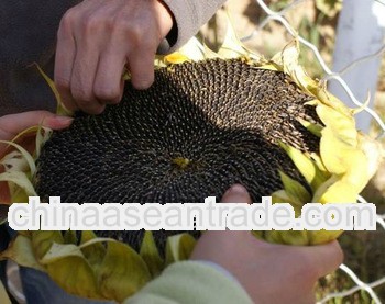 long shape american seeds of sunflower
