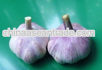 mesh bag garlic