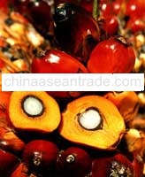 Crude Palm Oil 