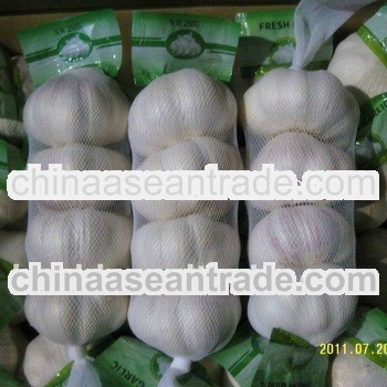 new corp garlic plants in china for export