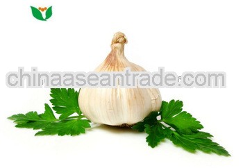 new crop chinese pure white white garlic 250g