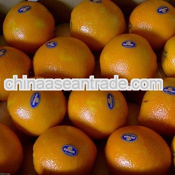 new crop navel orange