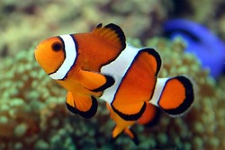 Percula Clown Fish