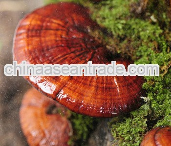reishi mushroom plant extract