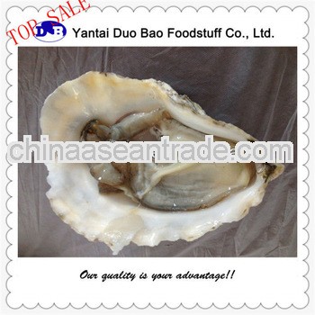 shandong frozen oysters seafood