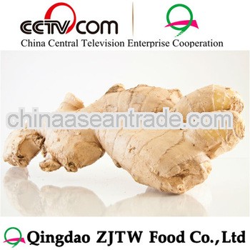 specification dry Ginger
