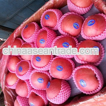we export fresh red delicious apple fruit fresh apple as factory
