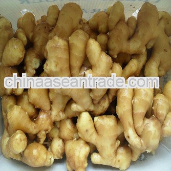 wholesale ginger root from ginger root factory