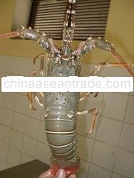 Alive Lobster
