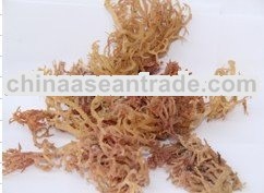 Euchema Cottonii (Seaweeds)
