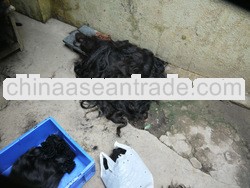 UN PROCESSED REMY VIRGIN INDIAN HUMAN HAIR WAVE NATURAL COLOR SUPPLIERS IN CHENNAI