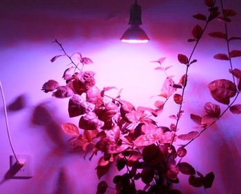 3pcs Tapered 60 Red&Blue Plant Grow Led Light 3 Watts 220V Diameter  6.3cm High 6.5 cm