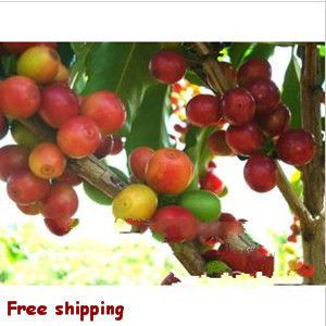 Origin of direct selling Yunnan green coffee bean --coffee bean 01