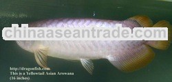 Yellow Tail Arowana