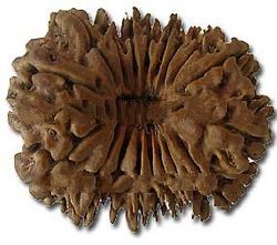 18 Mukhi