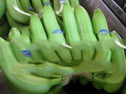 Cavendish Bananas - FOB: Davao, 
