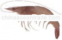 Endeavour prawn