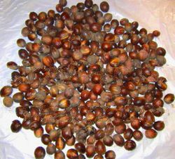 NUTMEG WITH SHELL ABCD GRADE ORIGINAL INDONESIA