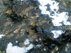 Bitumen from 