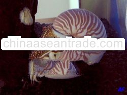 Nautilus