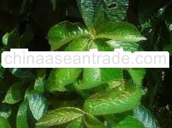 Pecah Beling (Strobilanthes crispus) Herb