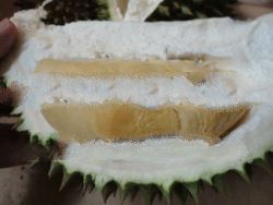 Durian 