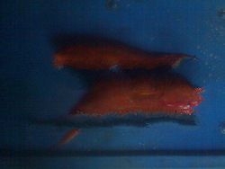 Red Lapu Fish