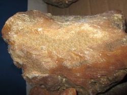 Yellow Stone / Tien Hwang