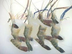 Fresh Water Prawn