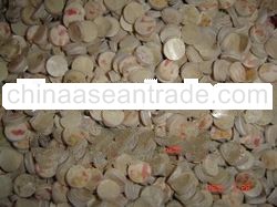 Trochus Button Blank