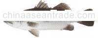 Barramundi