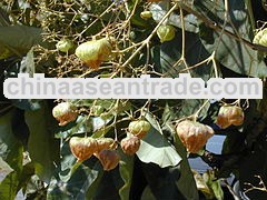 tectona grandis beeds