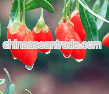 100% Natural 2013 Fresh Organic Goji Berries( 12-Years Of Serving US&EU )