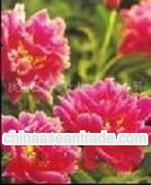 100% Natural Paeoniflorin P.E.2%~10% HPLC 10:1