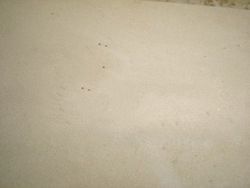 Marble Tiles