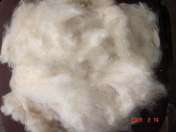 Kapok Fibre