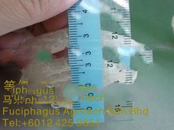 White Nest : Size 3A - (MC15%)