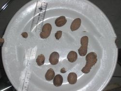 GOOD QUALITY NUTMEG ORIGIN BORNEO,INDONESIA,(ROUND & OVAL) (6 U$/KG),AND CARDAMON CARDAMOM