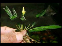 Bucephalandra Borneo