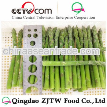 17 cm frozen green asparagus