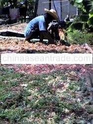 dried eucheuma cottonii & dried eucheuma spinusom