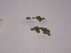 Green Arabica Coffee